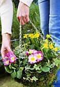 Woman's hands holding hanging basket planted with spring flowers