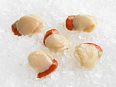 Scallops without shells on crushed ice