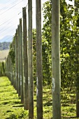 Rows of hops in New Zealand