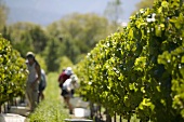 Erntehelfer bei der Weinlese, Neuseeland
