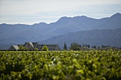 View of winery across vineyard, New Zealand