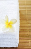 Frangipani flower (Plumeria) on white towel