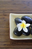 Frangipani flower (Plumeria) on black stones