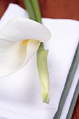White calla lily (Zantedeschia aethiopica) on napkins