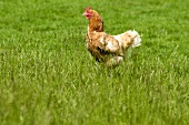 Free-range hen in a field