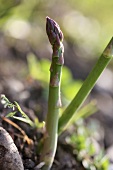 A green and purple asparagus spear in the field
