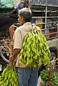 Man with petai beans at a market in Thailand