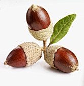 Three acorns