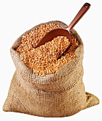 Red lentils in jute sack with scoop
