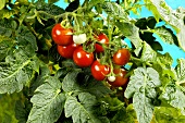 Frische Tomaten an der Pflanze
