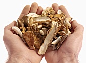 Hands holding dried ceps