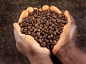 Hände halten geröstete Kaffeebohnen