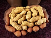 Hands holding unshelled peanuts