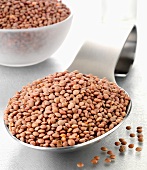 Brown lentils on a spoon and in a bowl