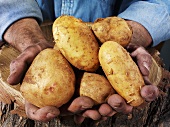 Mann hält Kartoffeln in beiden Händen über einem Baumstamm