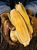 Man holding three corn cobs in both hands over a tree trunk