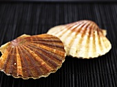 Two scallops