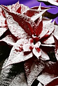 A red poinsettia with artificial snow