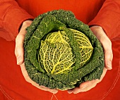 Hands holding savoy cabbage