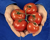 Hands holding fresh tomatoes on the vine