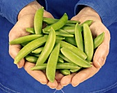 Hands holding fresh pea pods