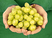 Hands holding fresh green grapes