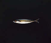 A mackerel