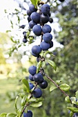 Sloes on a tree