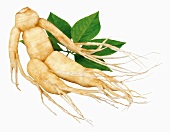 Ginseng root with leaves