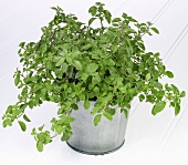 Oregano in a herb pot