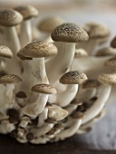Beech mushrooms (Shimeji)