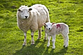 Sheep and lamb in pasture