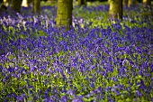 A bluebell wood, England