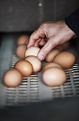 Eggs on a conveyor belt on a chicken farm