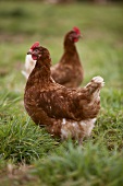 Two free-range hens