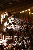 Many hens on a hen farm