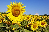 Sunflower field