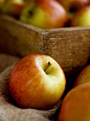 Rote Äpfel vor und in Steige (Close Up)