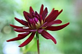 Dark red dahlia