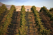 Vineyard, Central Coast, California, USA