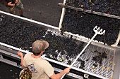 Pinot Noir grapes on sorting table, De Loach Vineyards, California, USA