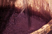 Pinot Noir Trauben fermentieren, De Loach Vineyard, Sonoma, Kalifornien