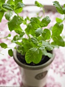 Peppermint plant in flowerpot