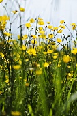 Butterblumen auf der Wiese (Nahaufnahme)