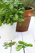 Basil and thyme in pots