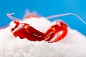 Cooked lobster claws on salt grains