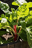 Young chard in a flowerbed