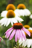 Echinacea