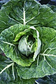 A pointed cabbage on a field