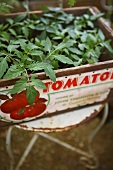 Young tomato plants in a box